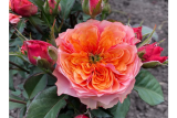 Роза срезочная Кенсингтон Гарден (Rose Kensington Gardens) ОКС