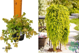 Вербейник Голдилокс (Lysimachia nummularia Goldilocks) Р9