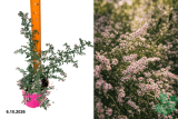 Астра бокоцветная Леди ин Блэк (Aster lateriflorum Lady in Black) С2 лс
