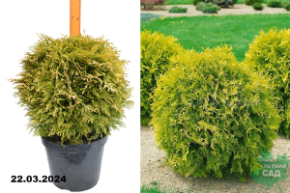 Туя западная Мирьям (Thuja occidentalis Mirjam) С12