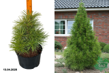 Сциадопитис мутовчатый (Sciadopitys verticillata) С7,5