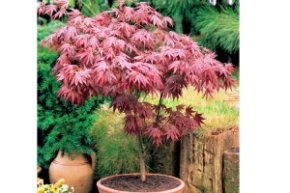 клен атропур