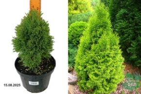 туя петит смарагд