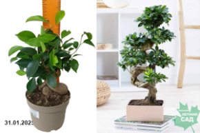 Ficus microcarpa Ginseng