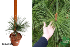 Pinus jeffreyi Joppi