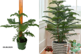 Араукария гетерофилла (Araucaria heterophylla) С1,5
