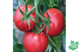 Томат розовая Катя Р9
