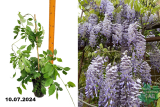 Глициния китайская (Wisteria sinensis) С2,5