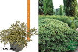Можжевельник обыкновенный Грин Карпет (Juniperus communis Green Carpet) С15