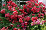 Роза плетистая Розариум Ютерсен (Rosa Climber Rosarium Uetersen) ОКС
