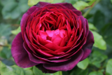 Роза шраб Астрид граффин фон Ханденберг (Rosa Shrub Astrid Grafin von Hardenberg) ОКС