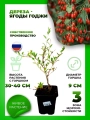 Дереза