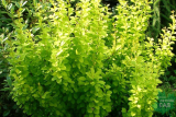 Барбарис Тунберга Эректа (Berberis thunbergii Erecta) С7,5