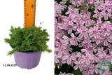Флокс шиловидный Кэнди Страйпс (Phlox subulata Candy Stripes) С2 лс