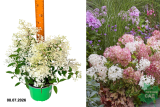Гортензия метельчатая Граундбрейкер (Hydrangea paniculata Groundbreaker) С2 лс