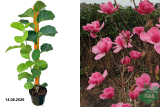 Магнолия гибридная Ватермелон (Magnolia Watermelon) С3