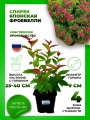 Спирея японская Фробели