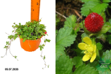 Лапчатка (дюшенея) индийская (Duchesnea indica) С1,5