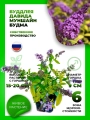 Буддлея Давида Муншайн Будма