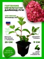 Гортензия метельчатая Даймонд Руж