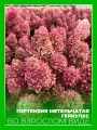 Гортензия метельчатая Геркулес