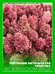Гортензия метельчатая Геркулес