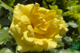 Роза плетистая флорибунда Римоза (Rosa Floribunda Rimosa) С6