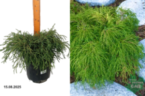 кипарисовик филифера нана