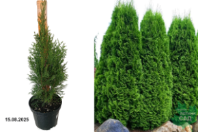 кинг оф смарагд