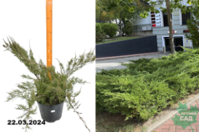 Можжевельник средний Минт Джулеп (Juniperus media Mint Julep) С7,5