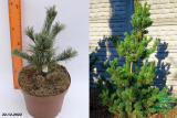 Сосна мелкоцветковая Шизукаготен (Pinus parviflora Shizukagoten) С4