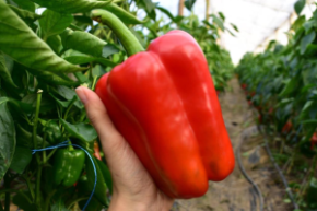 Перец Добрыня Никитич