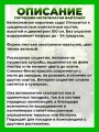 Гортензия метельчатая Гарденлайт Вайтлайт