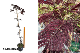 Альбиция ленкоранская Саммер Чоклэт (Albizia julibrissin Summer Chocolate) С7,5