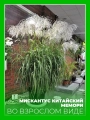 Мискантус китайский Мемори