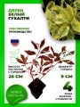 Дерен белый Гухалти