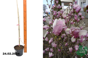 Магнолия Суланжа (Magnolia Soulangeana)