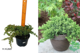 Можжевельник лежачий Нана (Juniperus procumbens Nana) С3х
