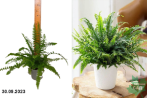 Папоротник Нефролепис Грин Леди1