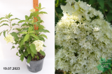 Гортензия древовидная Хайес Старберст (Hydrangea arborescens Hayes Starburst) С3