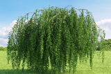 Береза повислая Юнга (штамб 150) (Betula Youngiiм)