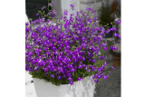 Лобелия Лагуна виолет Р10,5