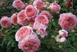 Роза английская Джубили Селеблейшн (Rose еnglish Jubilee Celebration) ОКС
