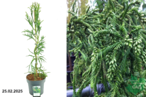 Cryptomeria japonica Rasen