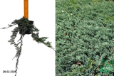 Можжевельник горизонтальный Вилтони (Juniperus horyzontalis Wiltonii) С3х