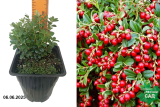 Брусника обыкновенная Ред перл (Vaccinium vitis-idaea Red Pearl) С2