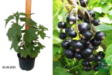 Смородина черная Журавушка (Ribes nigrum Zhuravushka) С3