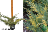 Можжевельник средний Блю энд Голд (Juniperus media Blue and Gold) С5