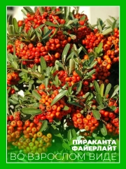 Пираканта гибридная Файерлайт