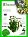Мята Земляничная